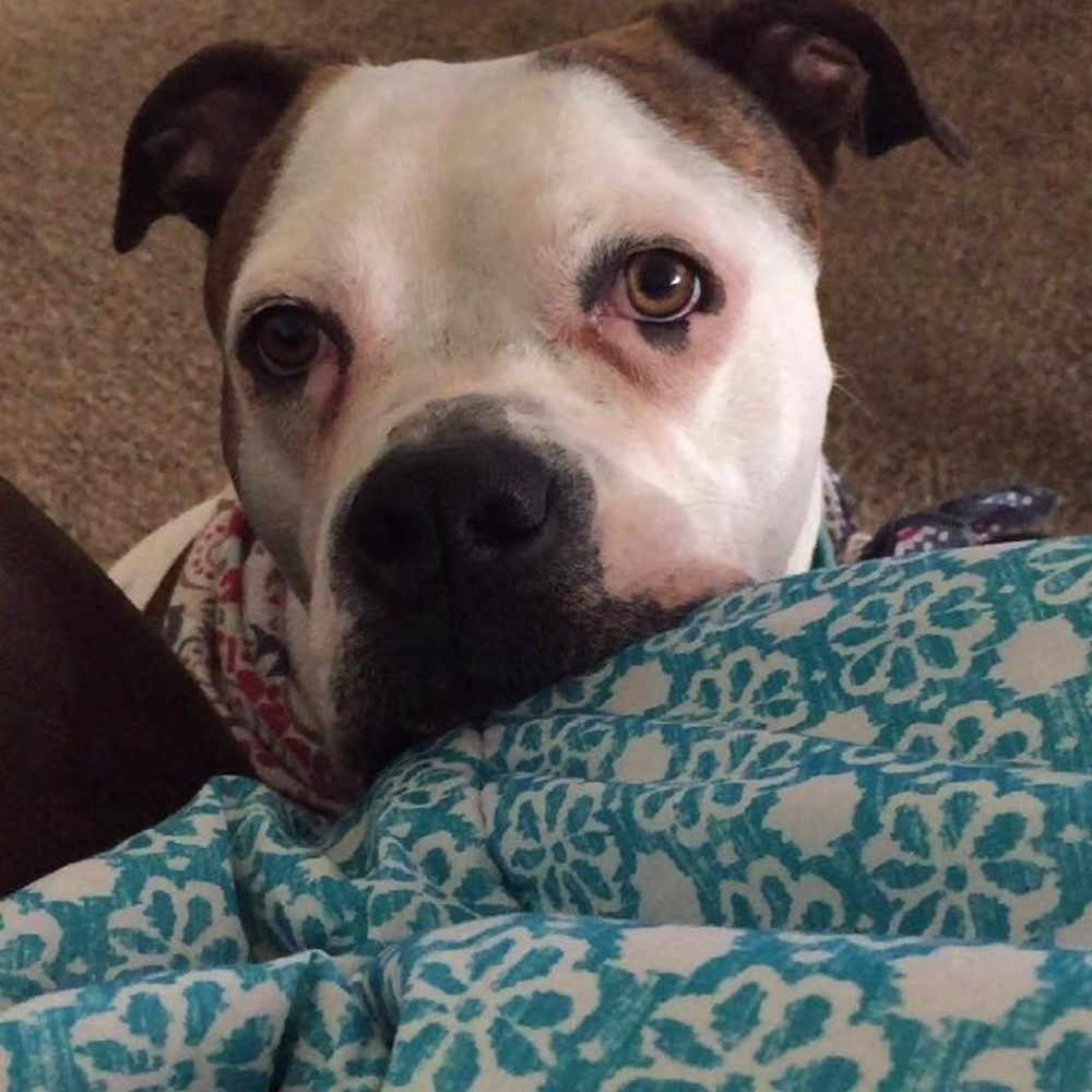 Meet your Posher, Sequoia